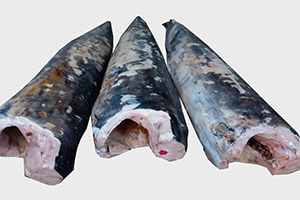 Sw Fish Swordfish